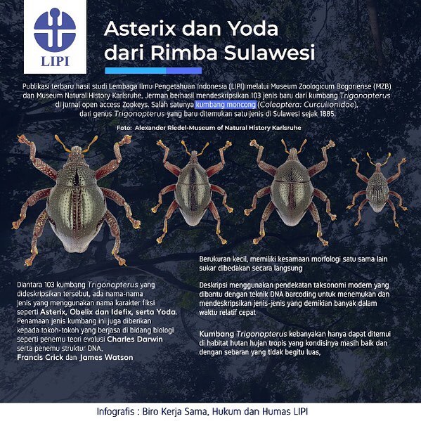 Asterix dan Yoda dari Rimba Sulawesi - 20190314